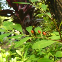 Erythroxylum novogranatense (D.Morris) Hieron.